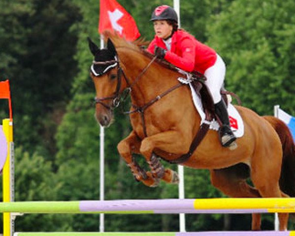 Springpferd Chanel van de Kriek (Belgisches Warmblut, 2002, von Vici van T Plutonia Hof)