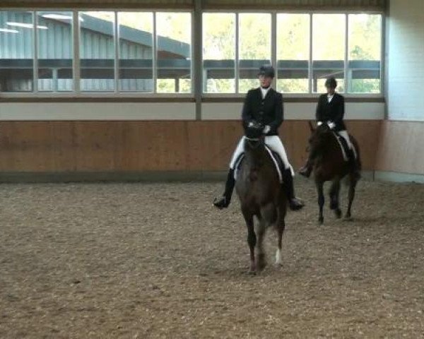 Dressurtage auf Gut Hohenkamp am 13. und 14.10.2012 in Dorsten