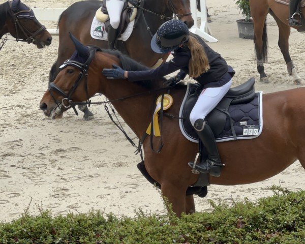 jumper La Boheme (Czech Warmblood, 2014, from Ludwig von Bayern 168 FIN)