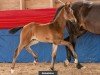 foal by Belantains (Oldenburg, 2024, from Bonds)