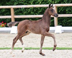 foal by Toronto (Oldenburg, 2024, from Tie Break)