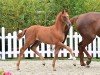 foal by Stute von Vitalis (Oldenburg, 2024, from Vitalis)