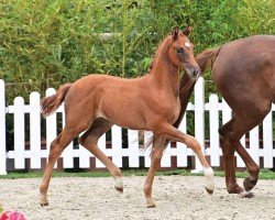 foal by Stute von Vitalis (Oldenburg, 2024, from Vitalis)