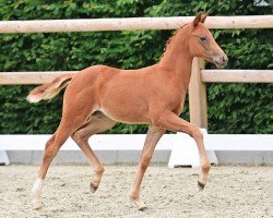 foal by Eisenherz (Oldenburg, 2024, from Excalibur)