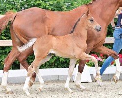 foal by Quite pretty (Oldenburg, 2024, from Skyline To B)