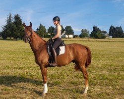 Dressurpferd Fantastic Fiete (Westfale, 2020, von First Deal)