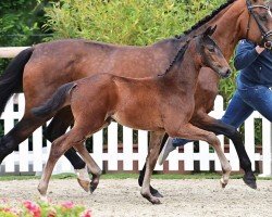 Fohlen von Duplo Chocnut (Oldenburger, 2024, von Glock's Dream Boy)