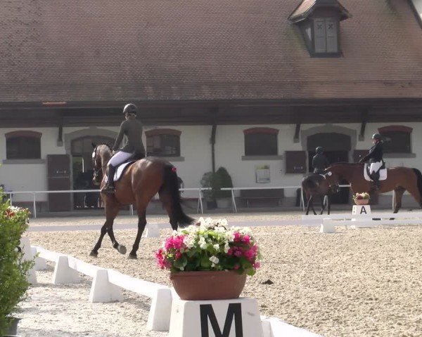 Reitturnier Avenches 2024