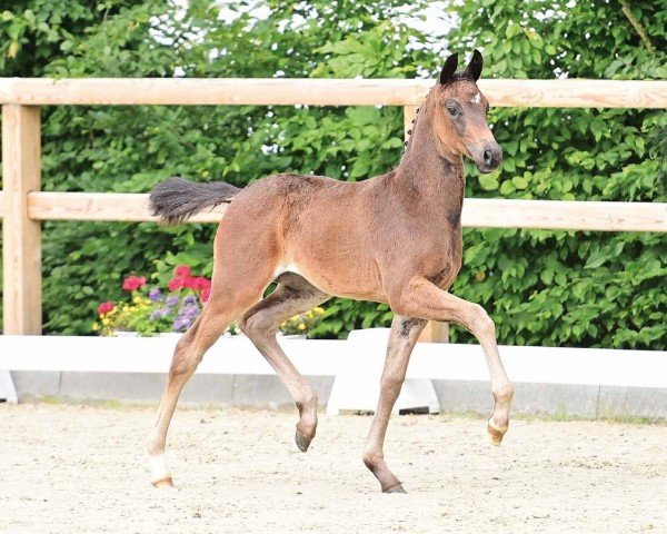 Fohlen von HP Enchanted (Oldenburger, 2024, von Escamillo)