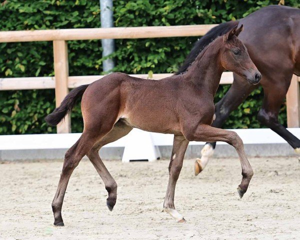 foal by For Me (Oldenburg, 2024, from Fynch Hatton)