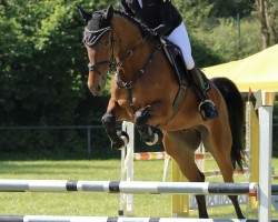 jumper Lord Picco (Hanoverian, 2015, from Lord Pizarro)