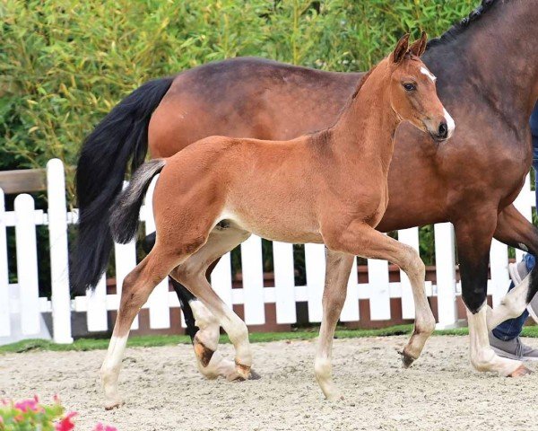 foal by Dick van Dycke (Oldenburg, 2024, from Dynamic Dream)