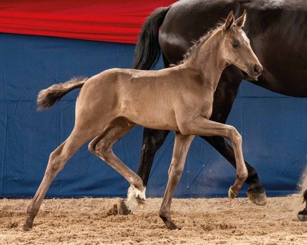 foal by Monic (Oldenburg, 2024, from Most wanted Nero von Bellin)