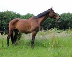 broodmare Sunshine (Hanoverian, 2006, from Stakkato)