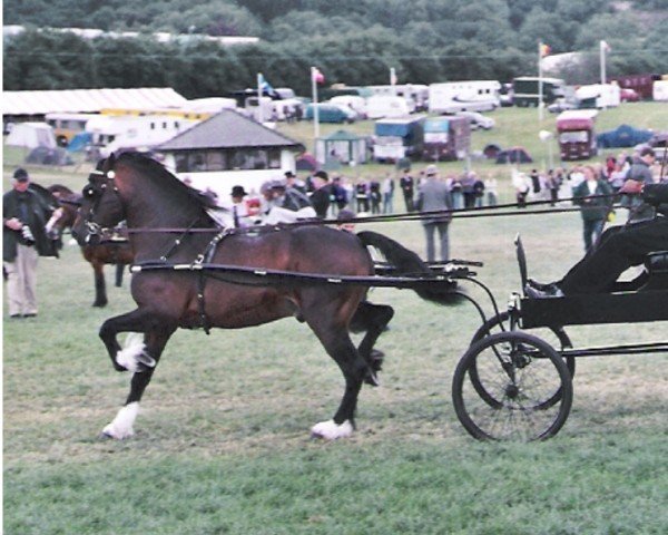 Pferd Montel Betty Boo (Welsh-Cob (Sek. D), 2000, von Thorneyside the Enforcer)