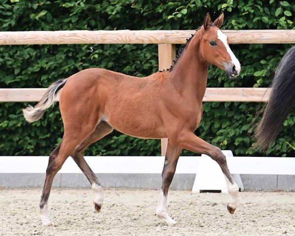 foal by Arabella VK (Oldenburg show jumper, 2024, from Nabab de Rêve)