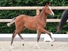 foal by Arabella VK (Oldenburg show jumper, 2024, from Nabab de Rêve)