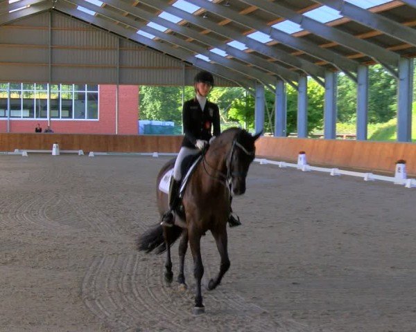 Reitturnier Langenfeld 2024