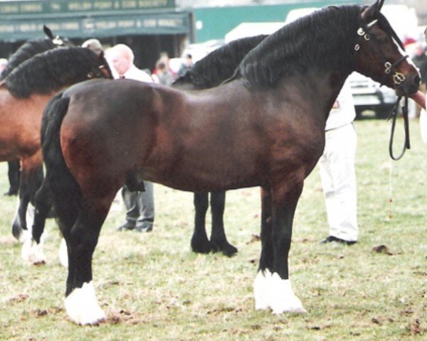 Deckhengst Thorneyside the Enforcer (Welsh-Cob (Sek. D), 1998, von Thorneyside The Boss)