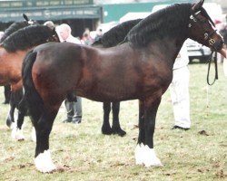 Deckhengst Thorneyside the Enforcer (Welsh-Cob (Sek. D), 1998, von Thorneyside The Boss)