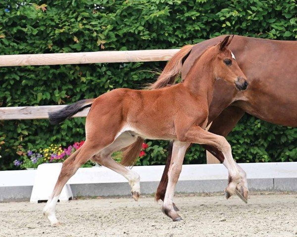 foal by Fairytale d'amour (Oldenburg, 2024, from Dynamic Dream)