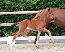 foal by Fairytale d'amour (Oldenburg, 2024, from Dynamic Dream)