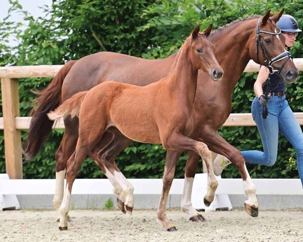 foal by Diana (Oldenburg, 2024, from Dynamic Dream)