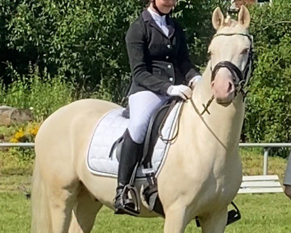 dressage horse Diamant CQ (German Riding Pony, 2019, from Dating At NRW)