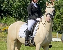 dressage horse Diamant CQ (German Riding Pony, 2019, from Dating At NRW)