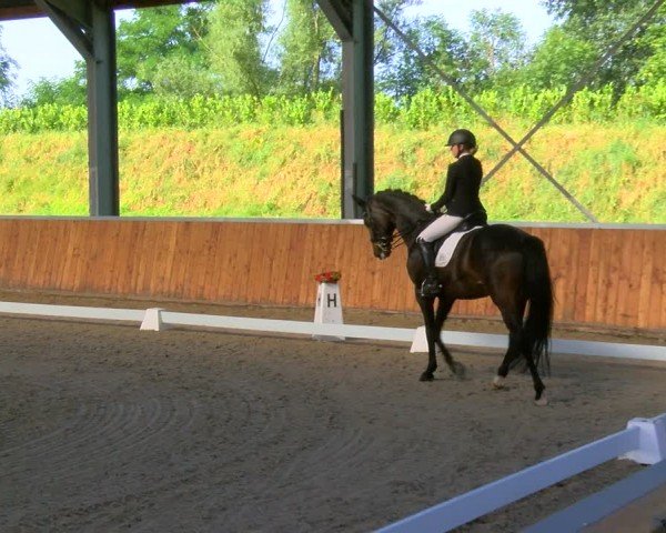Reitturnier Langenfeld 2024