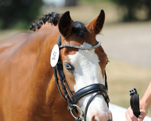 broodmare Rundhammer's Bella Blue (Austrian Reitpony, 2020, from Steendieks Perfect Mind)