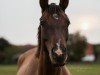 broodmare Dagi Bee (German Riding Pony, 2018, from Dewino G)