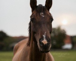 broodmare Dagi Bee (German Riding Pony, 2018, from Dewino G)