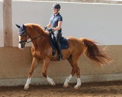 dressage horse Fabulous Dancer (Hanoverian, 2009, from First Dance)