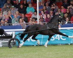 horse Montel Dark Destroyer (Welsh-Cob (Sek. D), 2005, from Thorneyside the Enforcer)