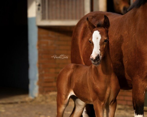 foal by Naseweis (German Riding Pony, 2024, from Neverland WE)