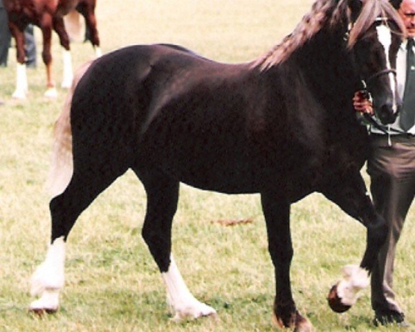 stallion Wishaw Relevation (Welsh-Cob (Sek. D), 1991, from Derwen Replica)