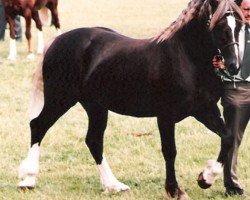 Deckhengst Wishaw Relevation (Welsh-Cob (Sek. D), 1991, von Derwen Replica)