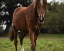 dressage horse Donnamia (German Riding Pony, 2022, from D-Gold AT NRW)