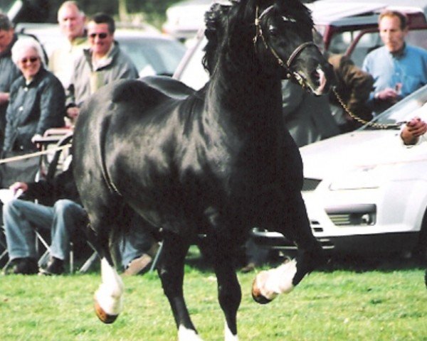stallion Ffoslas Saint David (Welsh-Cob (Sek. D), 1998, from Ffoslas Dafydd)