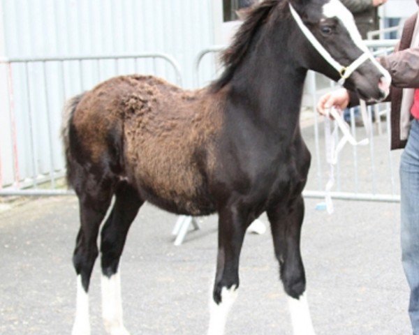 horse Cwmtynant Bedwyr (Welsh-Cob (Sek. D), 2013, from Ffoslas Saint David)