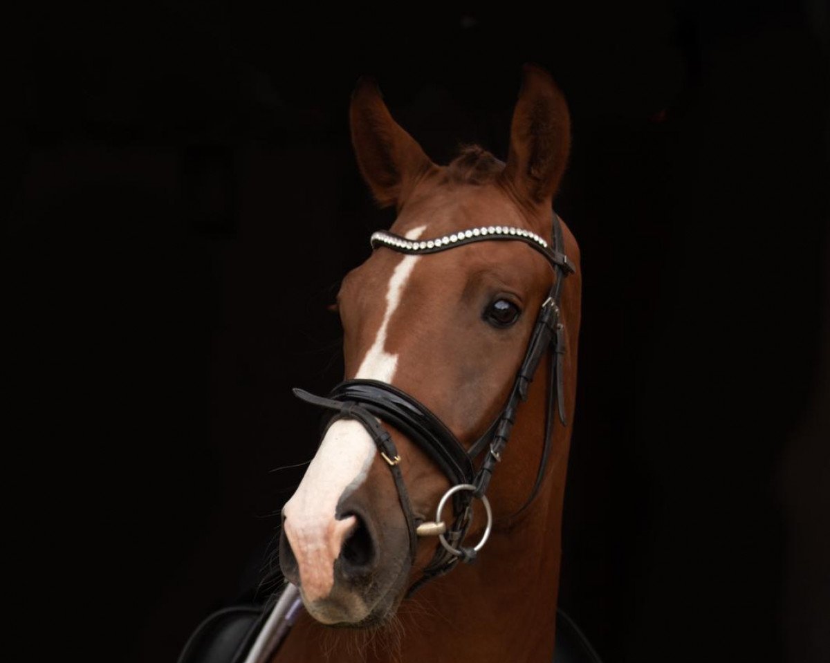 dressage horse Rainhof's Fürst Quiran (Hanoverian, 2017, from Fürst Wilhelm)