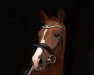 dressage horse Rainhof's Fürst Quiran (Hanoverian, 2017, from Fürst Wilhelm)