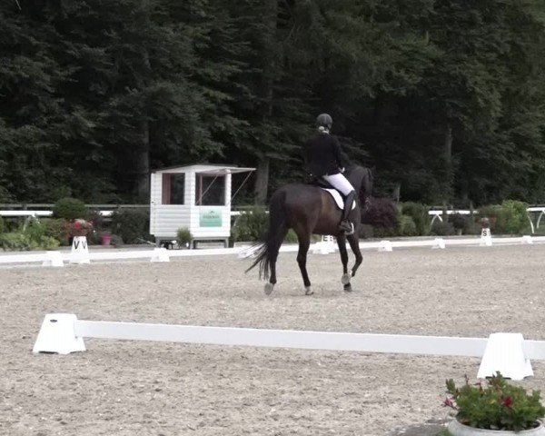 Reitturnier Grüningen 2024