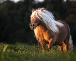 Zuchtstute Steinburgs Kiyomi (Shetland Pony (unter 87 cm), 2014, von Prince van de Wijzend)