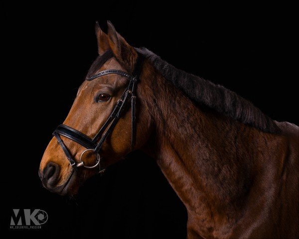 horse Pferdinandt xx (Thoroughbred, 2016, from Watar xx)