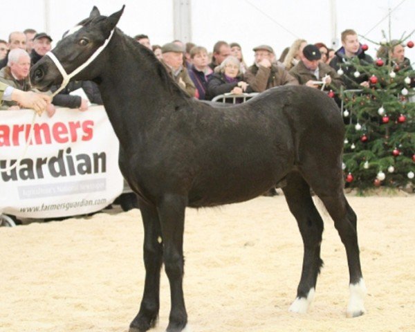 horse Wardwoods the Gambler (Welsh-Cob (Sek. D), 2013, from Trevallion Black Harry)