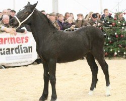 Pferd Wardwoods the Gambler (Welsh-Cob (Sek. D), 2013, von Trevallion Black Harry)