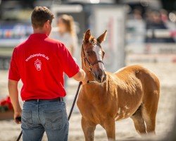 foal by Exclusive Color of Rijenna (Westphalian, 2024, from Esmeraldo FM)