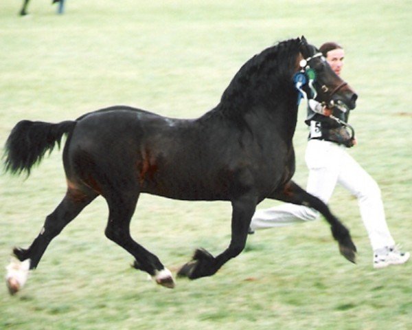 Deckhengst Trevallion Harry (Welsh-Cob (Sek. D), 1986, von Cippyn Real Magic)